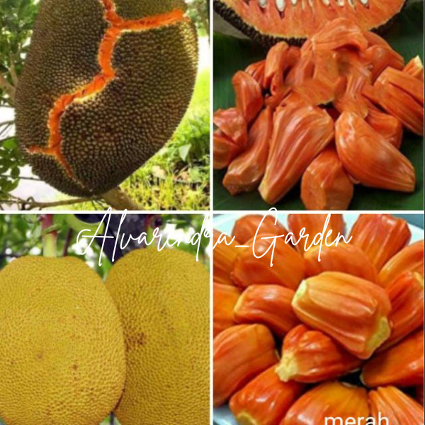 Bibit Nangka Orange BUAH TEBAL hasil okulasi cepat berbuah bibit nangka orange bibit nangka oren bib