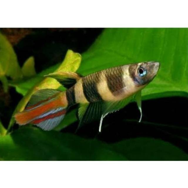 hiasan roket annulatus / Goby bumble bee- hiasan cantik aquarium aquascape  aquarium