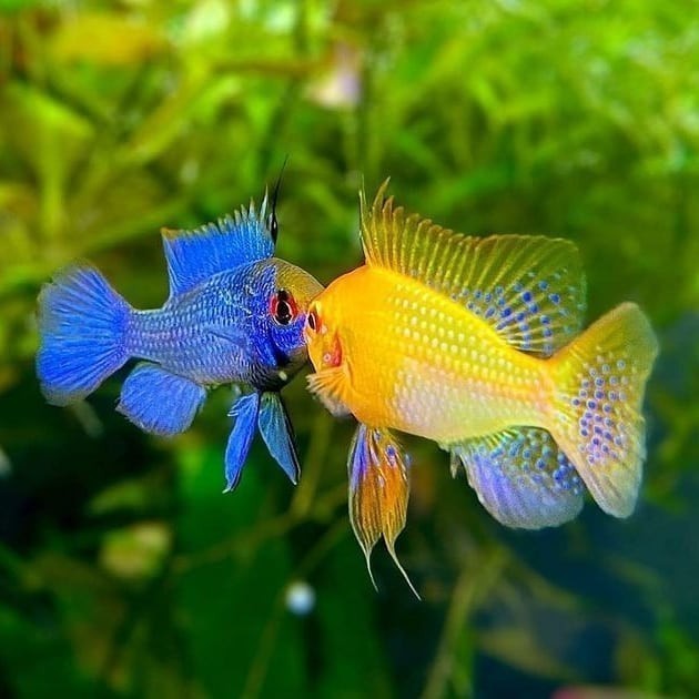 ramirezi mix warna sb semi balon blue elektik german jerman GKJ