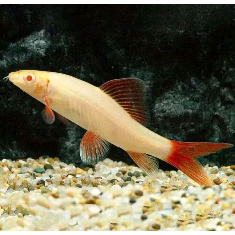 TERBAGUS Hiasan aquarium / redfin albino