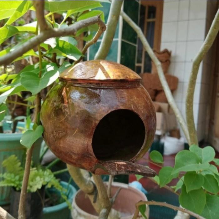 Glodok Batok Kelapa Rumah Burung Lovebird Dan Kenari Model lidah glodok batok kelapa