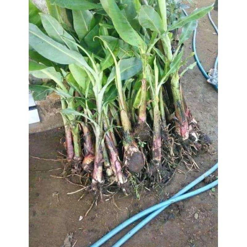 Bibit Pisang Kepok Super