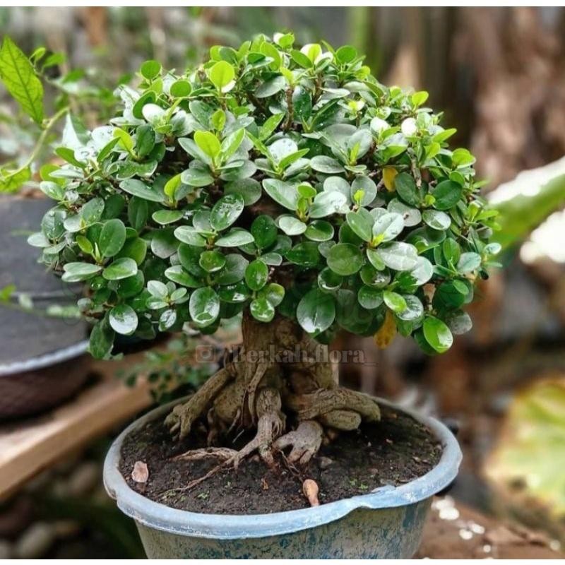Tanaman Hias Bunga Beringin Dolar ( Bahan bonsai)