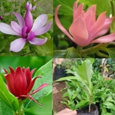 Termurah Paket 3 Tanaman Hias Bunga Kantil Cempaka/ Paket 3 Pohon Bunga Kantil Cempaka Ungu Pink Mer
