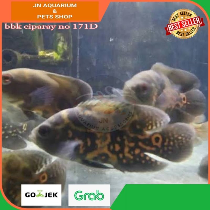 Ikan Hias Oscar Hitam Batik Ikan Predator Air Tawar Aquarium Kolam