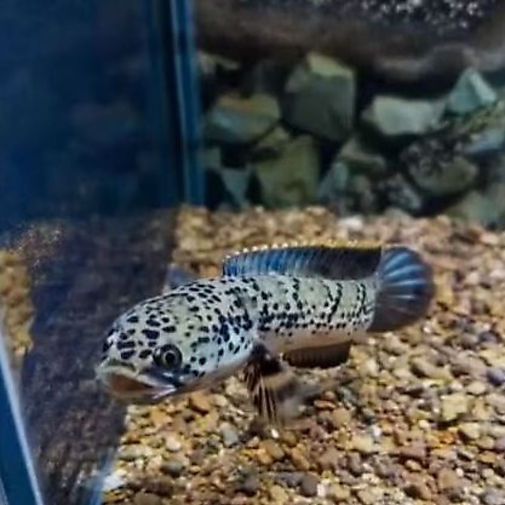 limbata granit 4-5 cm
