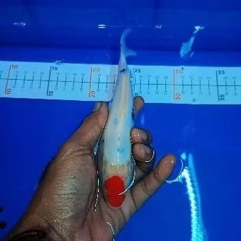Hiasan ikn Koi tancho sanke mantul  patern 12 -15 cm josjis