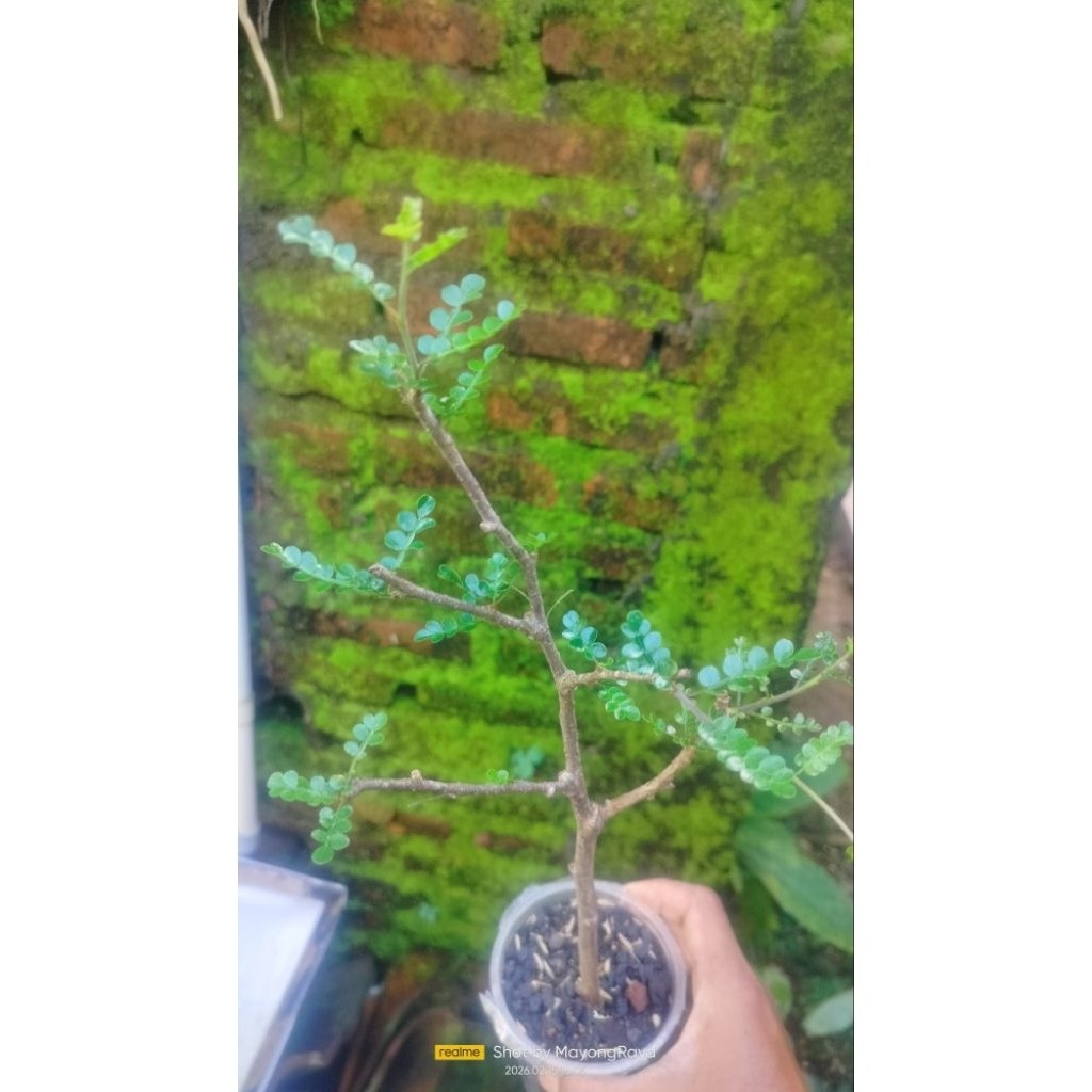Tanaman hias import bahan bonsai uniq Operculicarya Decaryi     Berkualitas