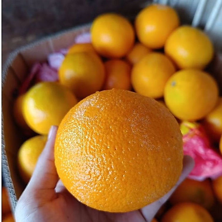 1 kg jeruk sunkist valencia