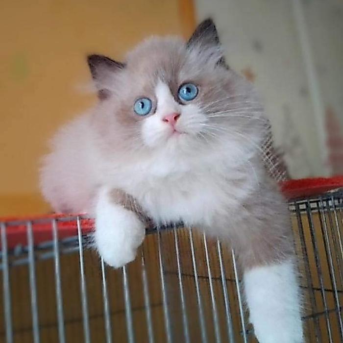 kucing ragdol jantan 3 bulan blue eyes parent ped