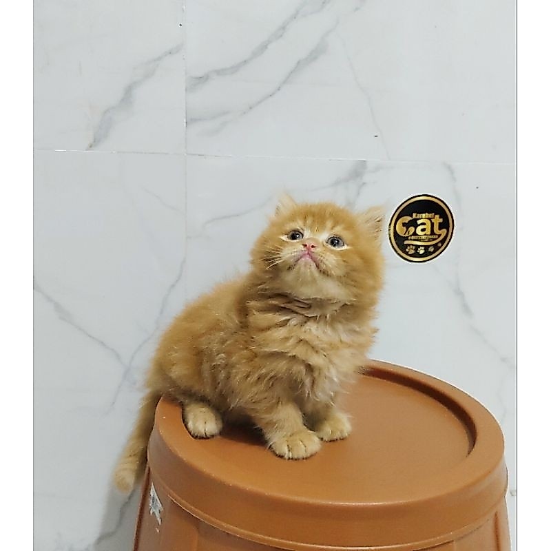 kucing persia muchkin oren