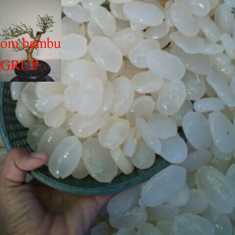 

Kolang Kaling Kemasan Istimewa Super 500 Gram kolang Kaling segar Putih Bersih Bahan Membuat Manisan