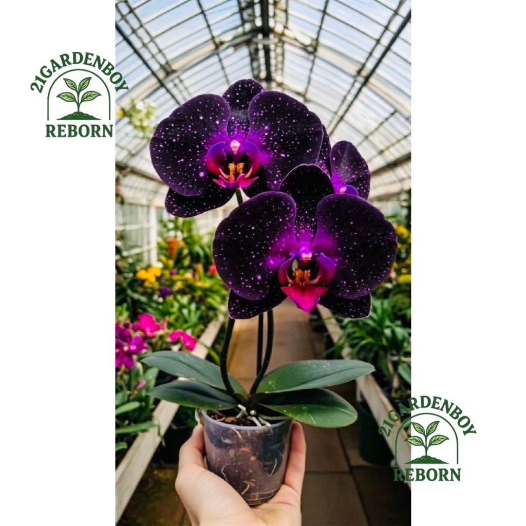 anggrek dendrobium import dewasa siap berbunga 6