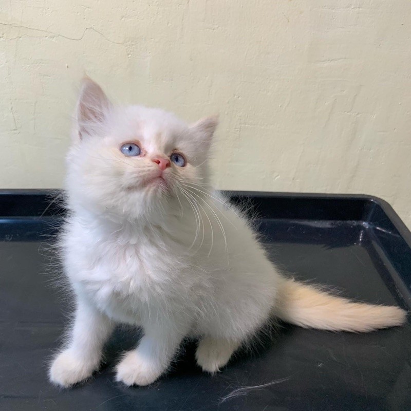 kucing kitten persia red point mata merah