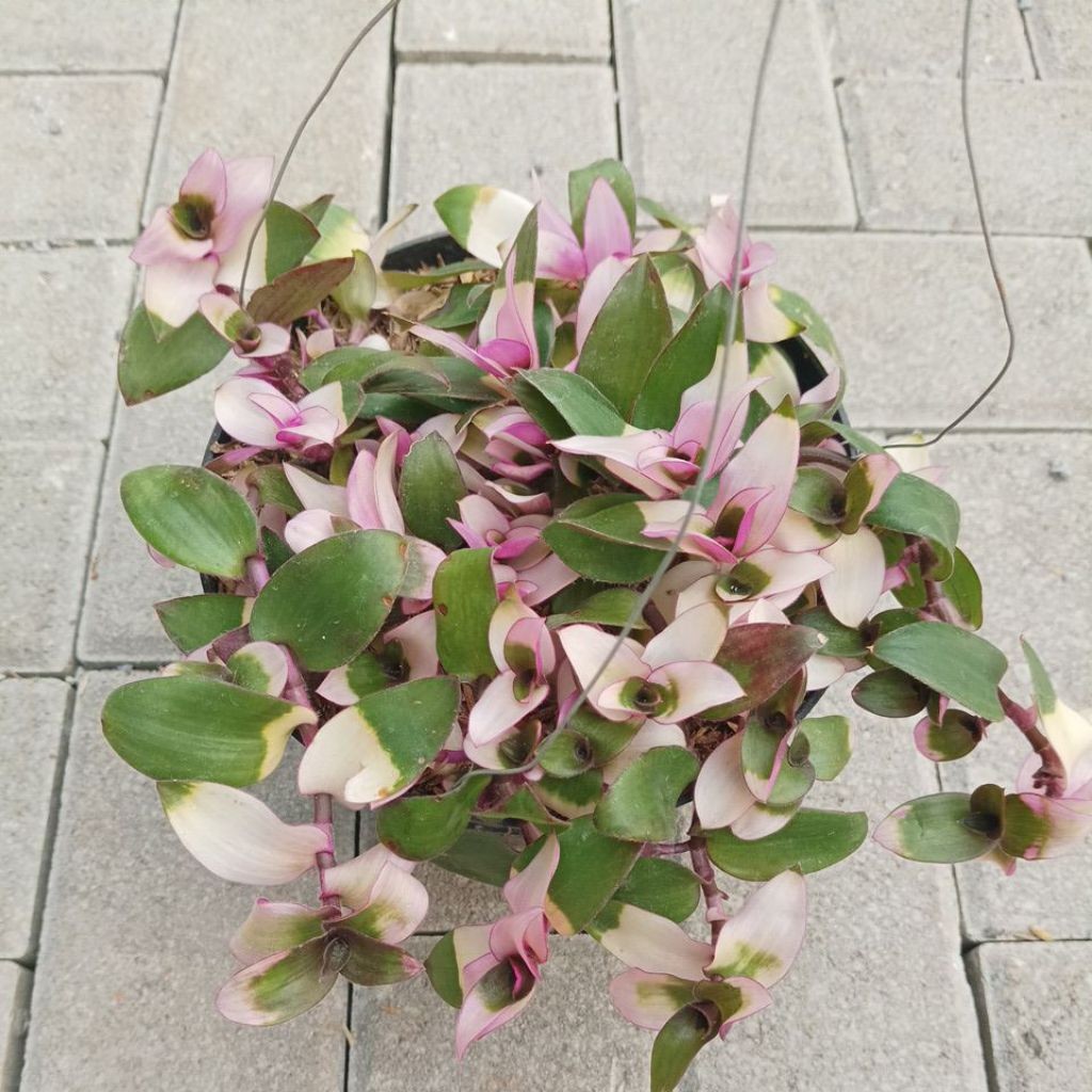 Tanaman hias lidah kera tanaman gantung