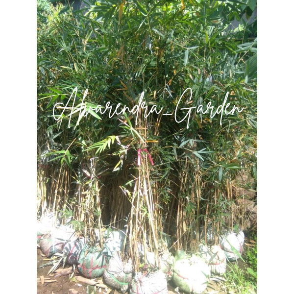 bibit bambu kuning tanaman BAMBU KUNING tanaman hias bambu kuning bagus untuk hiasan