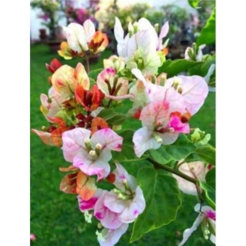 (PROMO) PROMO!!TANAMAN HIAS BUGENVIL BUNGA KERTAS CITRA BATIK//BUNGA KERTAS