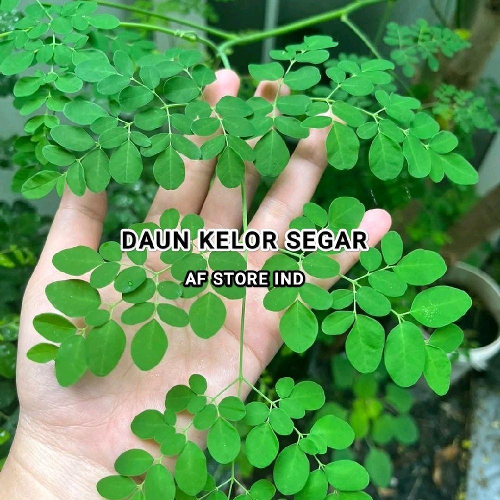 Tanaman Daun Kelor Segar Alami 1 Kg - Daun kelor segar