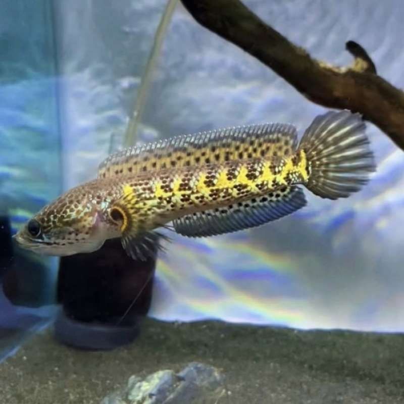 hobi  CANA AURANTI 12CM