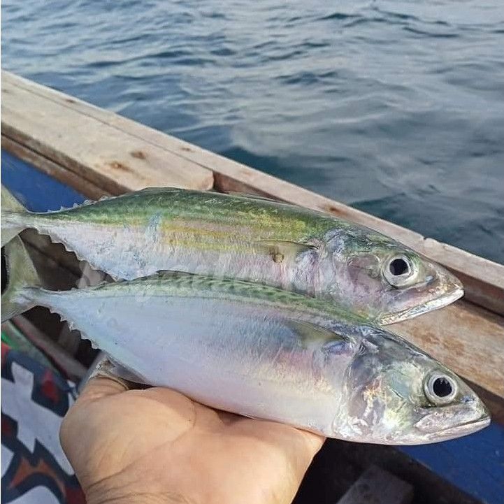 Ikan Kembung 1Kg Ikan Kembung Segar Ikan Kembung Banjar Seafood Ikan Laut Segar