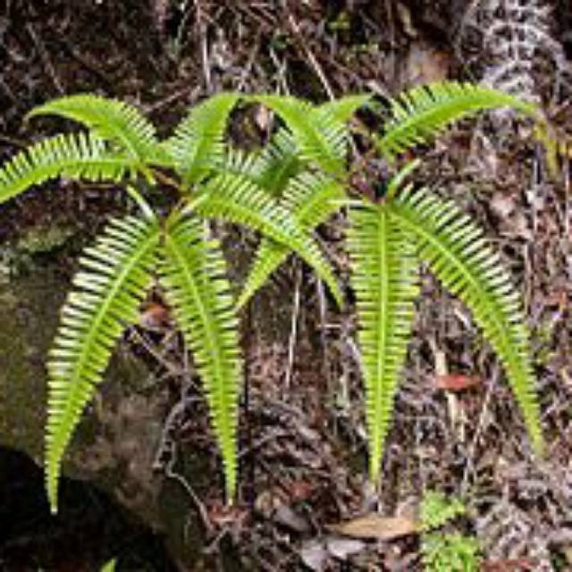 Bibit paku andam /resam bahan pena kaligrafi