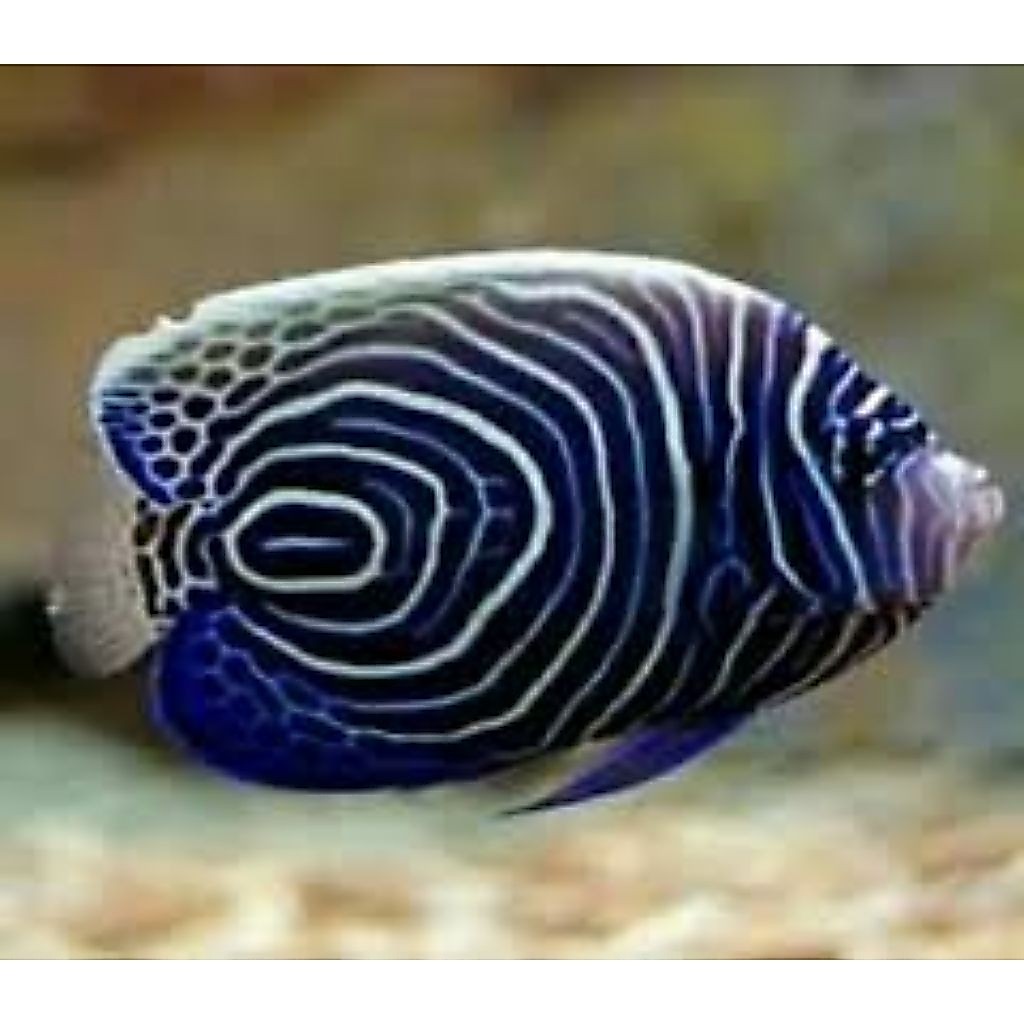 IKAN BLUESTONE ASLI HIASAN AKUARIUM AIR LAUT SIZE M