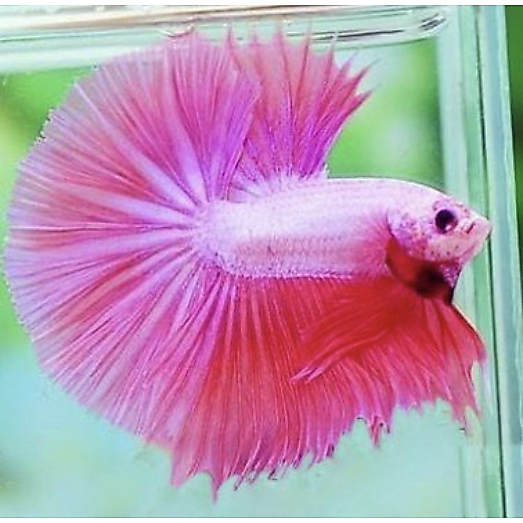 Halfmoon Pink, Halfmoon alicorn