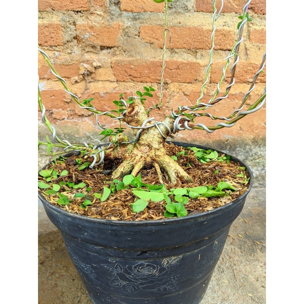 Bonsai sancang program akar dan tahapan     Berkualitas