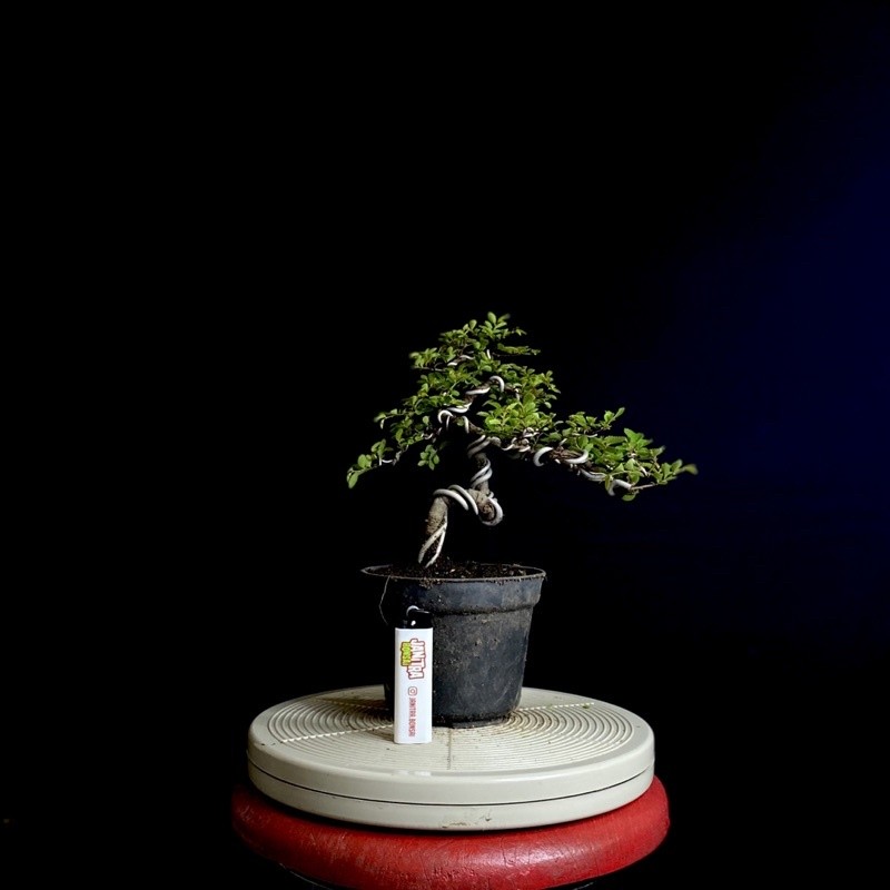 Bonsai ulmus micro jadi siap pajang     Berkualitas