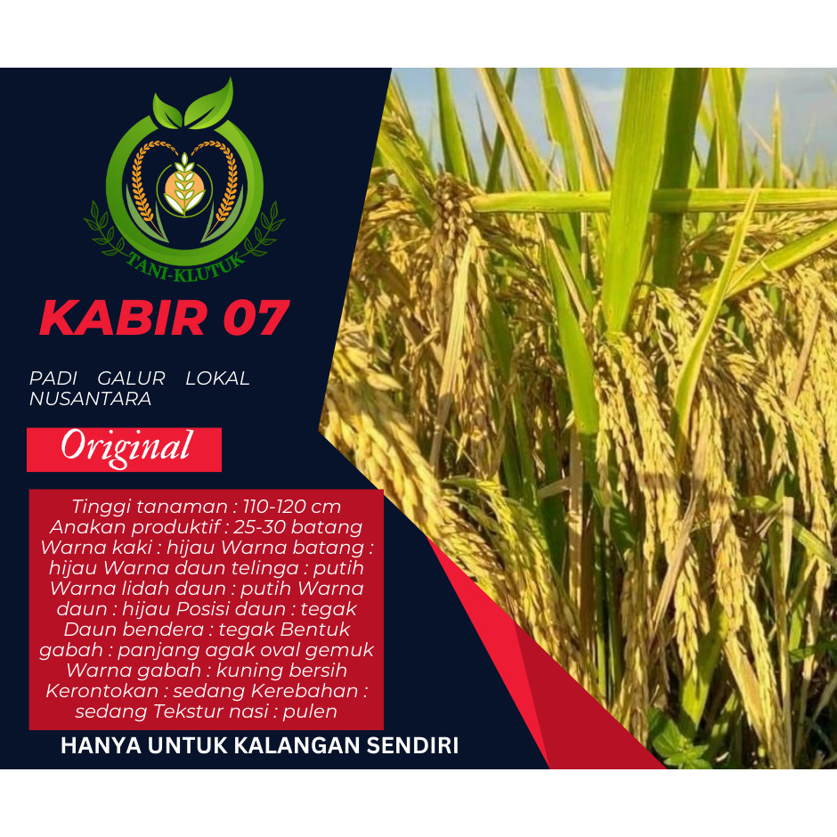 benih/bibit/biji padi kabir 07 kemasan 5kg original produk