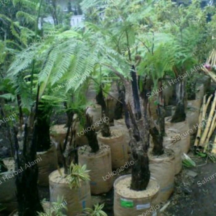 

tanaman pakis monyet atau bibit pakutiang masih kecil 50cm