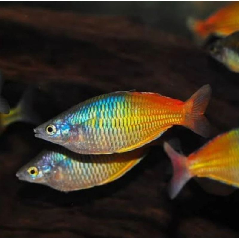 Ikan Rainbow Boesemani basmani bosmani pelangi aquascape bosemani hias tankmate akuarium aquascape u