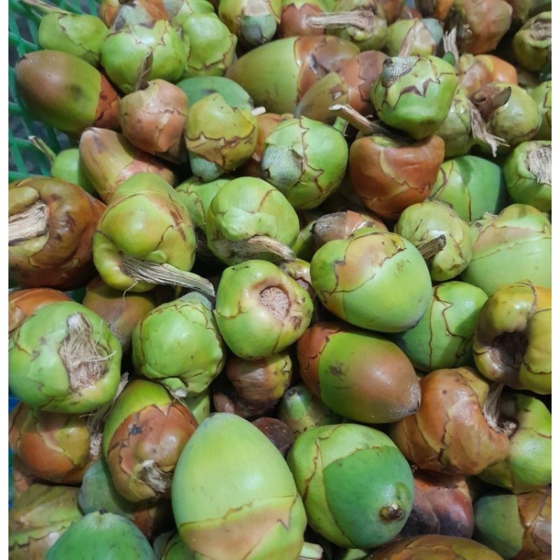 

Beluluk Kelapa Muda Fresh Grade A Baru Petik