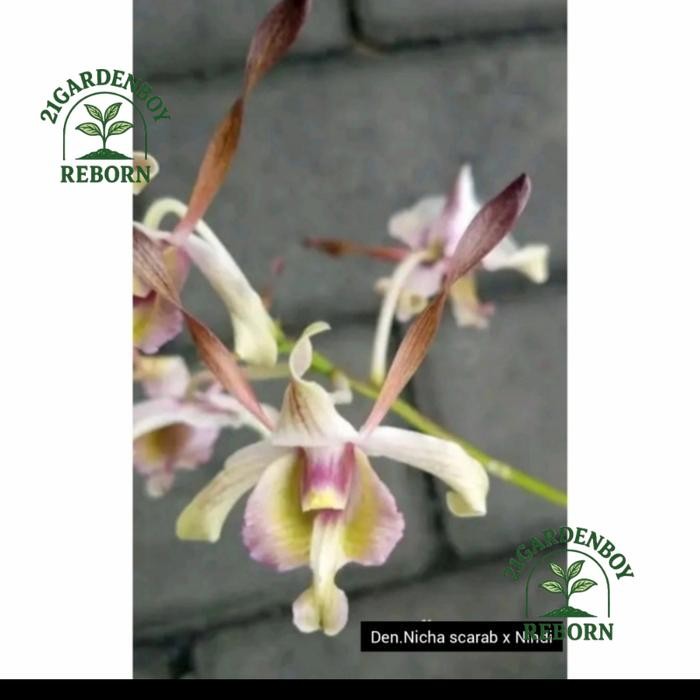 (BISA BAYAR DI TEMPAT) anggrek dendrobium.remaja nicha scarab x nindy