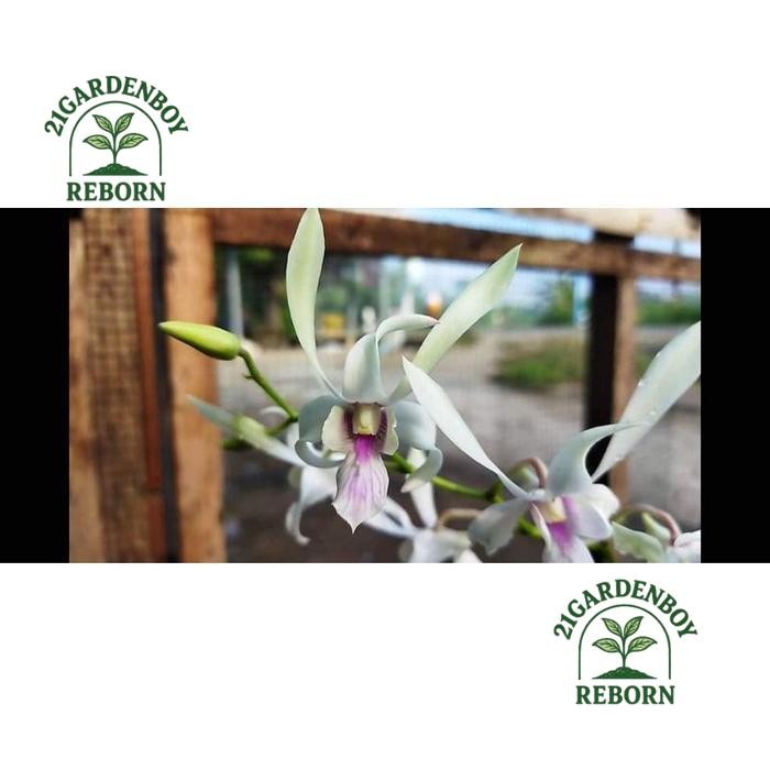 (BISA BAYAR DI TEMPAT) anggrek keki dendrobium capung Kapuas/ langkah