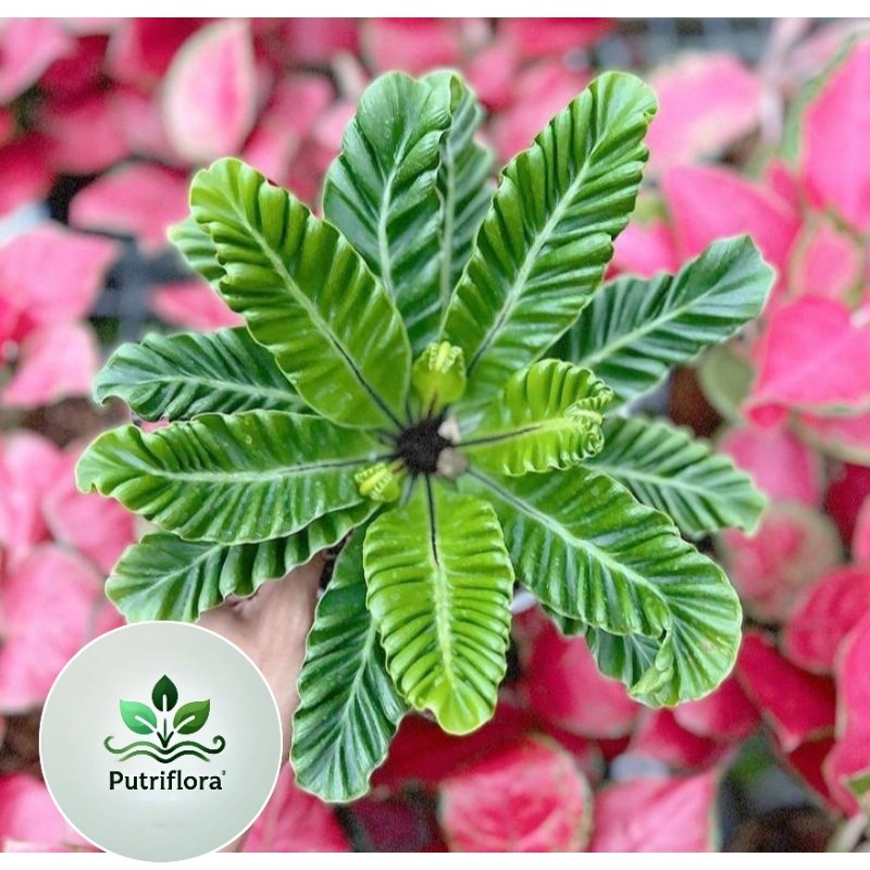 tanaman hias kadaka lasagna - asplenium cobra - kadaka lasagna - tanaman - kadaka kobra