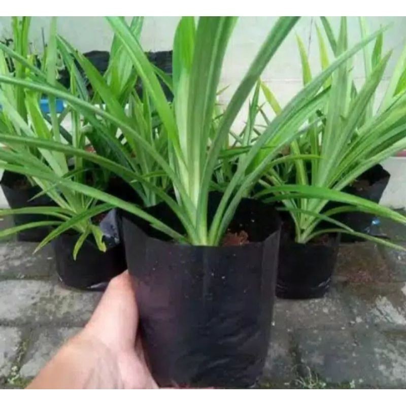 Jual Bibit Daun Pandan Wangi Pengharum Makanan
