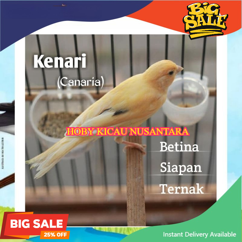 Burung Kenari Loper Betina Siapan Atau Kenari Betina Lokal Super Seri A