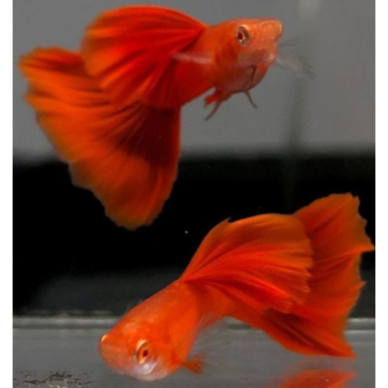 PROMO ikan hias guppy AFR (albino full red)hiasan aquarium,kolam dan aquascape sepasang jantan betin