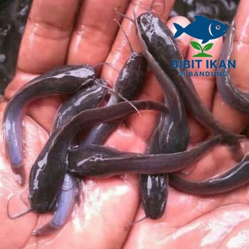 Bibit / benih ikan lele ukuran 6 - 7 cm per ekor