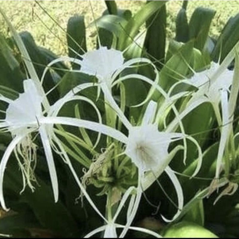 TANAMAN HIAS AMARILIS BAKUNG BUNGA PUTIH/BUNGA BAKUNG PUTIH