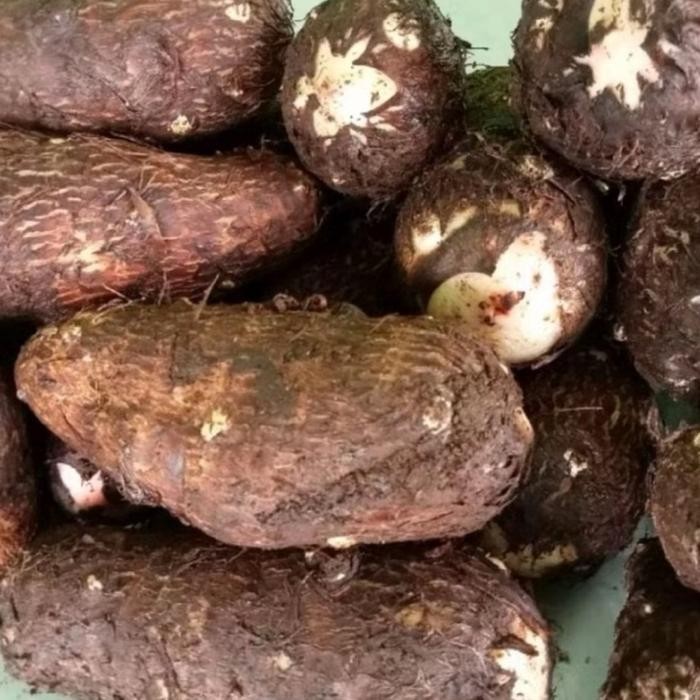 New Talas umbi ketan 1 kg hasil bumi kudus muria Manis Makanan