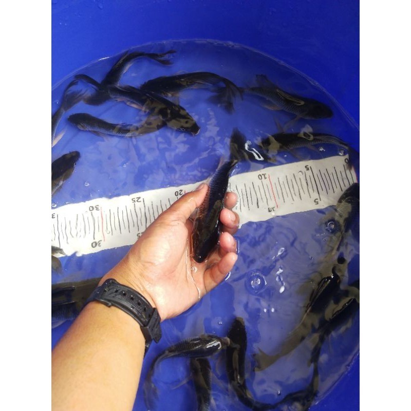 HOBI  koi hajiro / karasu kumpay slayer size 12-15 cm