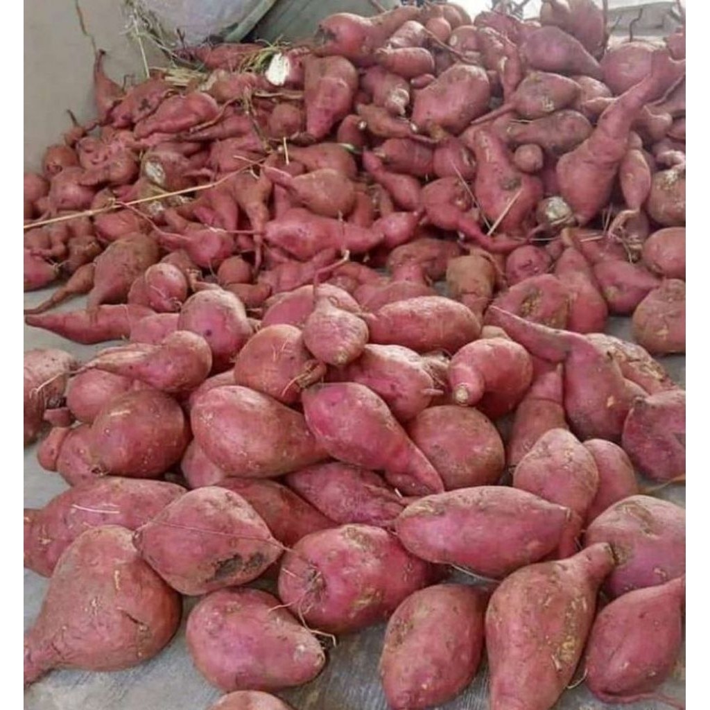 UBI UNGU/UBI JALAR/UBI UNGU SEGAR/UBI UNGU 1KG SEGAR