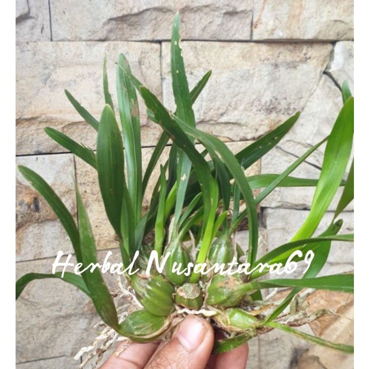 Bibit Anggrek Hutan Mini+Papan Pakis