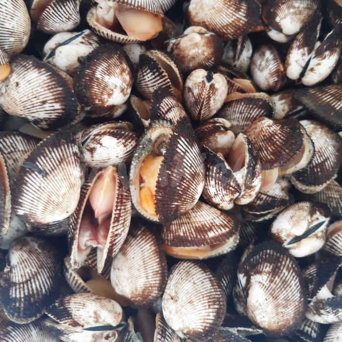 Kerang Bulu 1Kg Kerang Bulu Segar Seafood Kerang Laut Kerang Segar