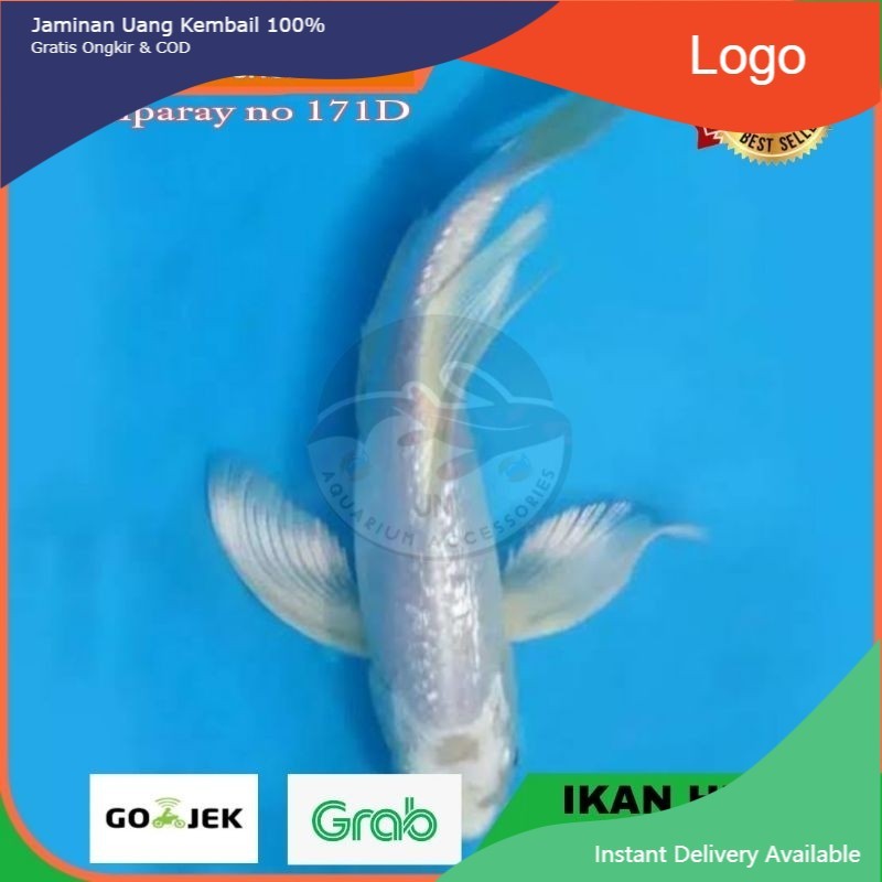 Ikan Hias Koi Platinum Metalic Ikan Air Tawar Aquarium Kolam