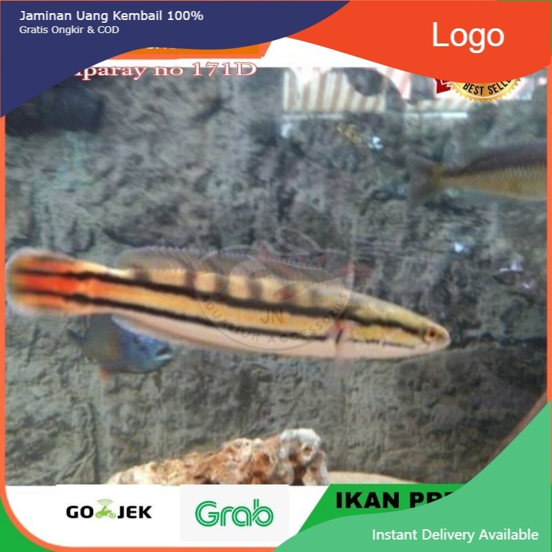 IKAN HIAS TOMANG / IKAN HIAS AQUARIUM / IKAN PREDATOR