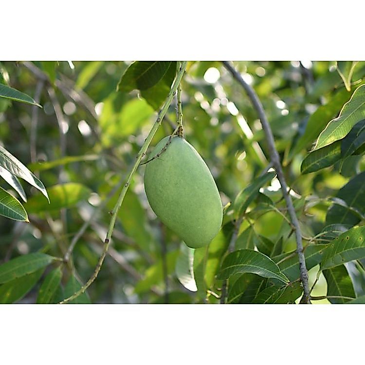 TANAMAN MANGGA HARUM MANIS / BIBIT MANGGA HARUM MANIS / MANGGA MADU HARUM MANIS