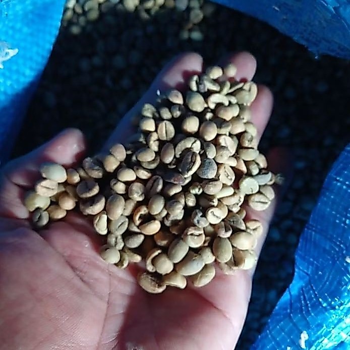 Biji Kopi Greenbean Java Robusta Tempur Jepara Grade Asalan